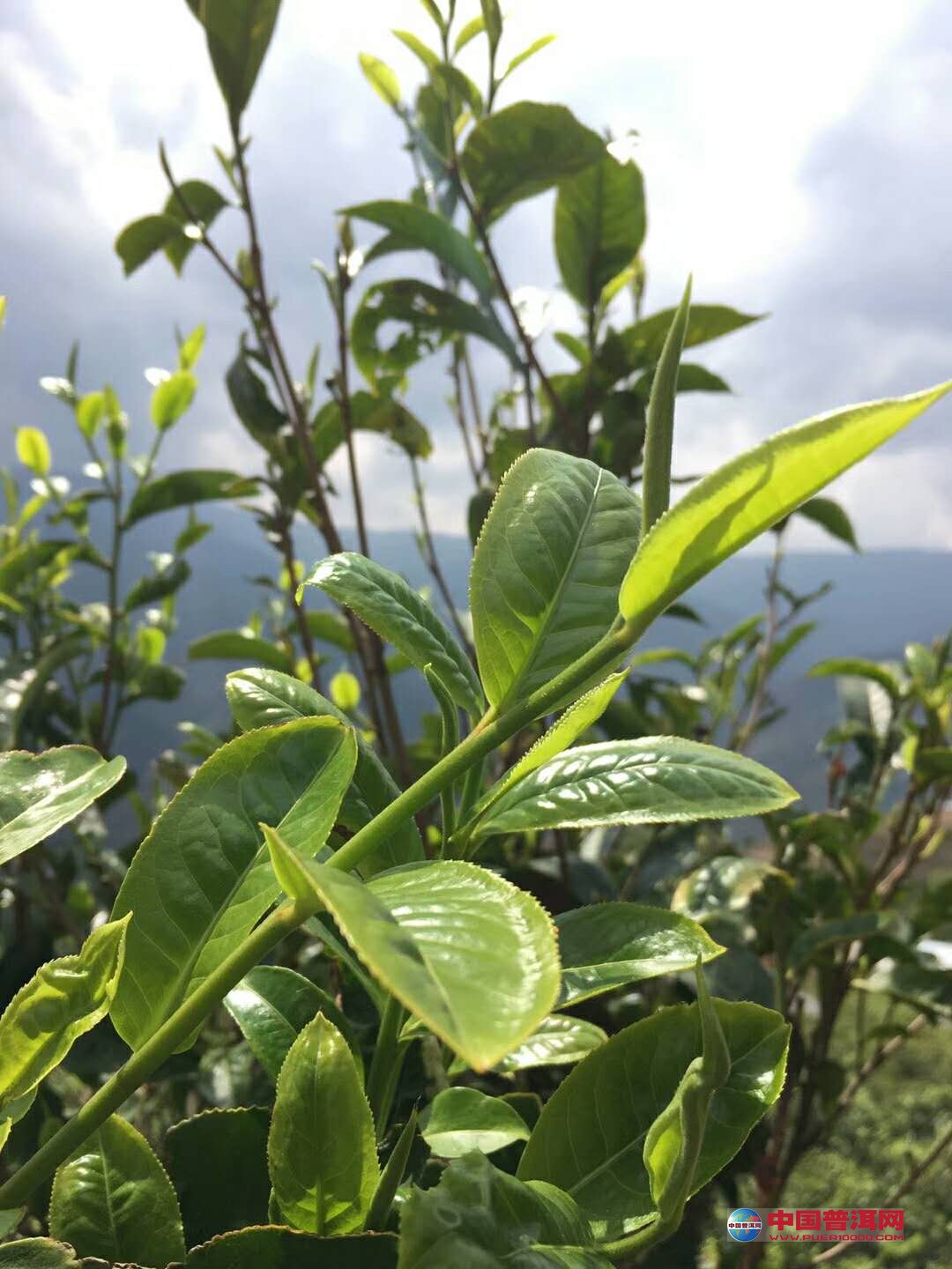普洱茶