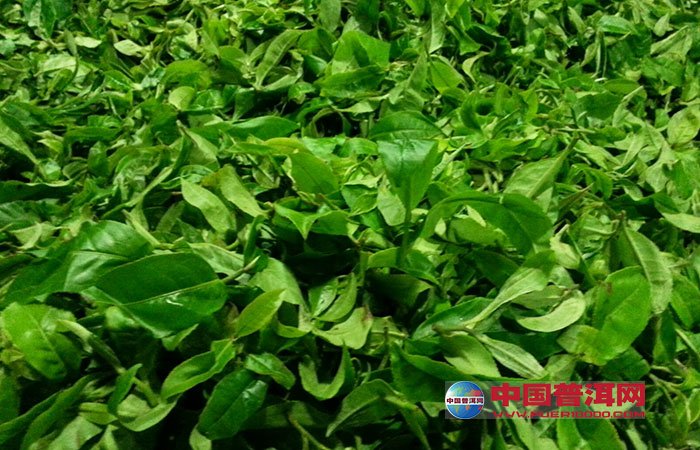 <u><a href='http://www.puer10000.com/puerzhishi/32854.html' target='_blank'>普洱<u><a href='http://www.puer10000.com/puerzhishi/100997.html' target='_blank'>茶</a></u></a></u>