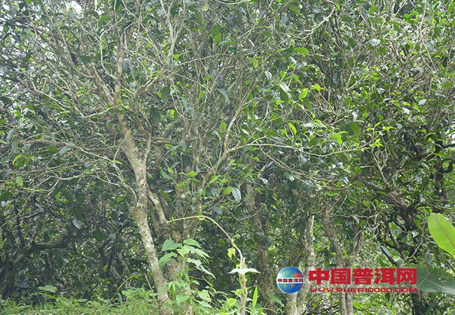 <u><a href='http://www.puer10000.com/puerzhishi/32854.html' target='_blank'>普洱<u><a href='http://www.puer10000.com/puerzhishi/100997.html' target='_blank'>茶</a></u></a></u>