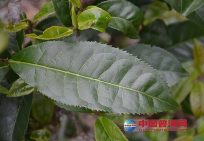 <b>ڴһ黳</b>