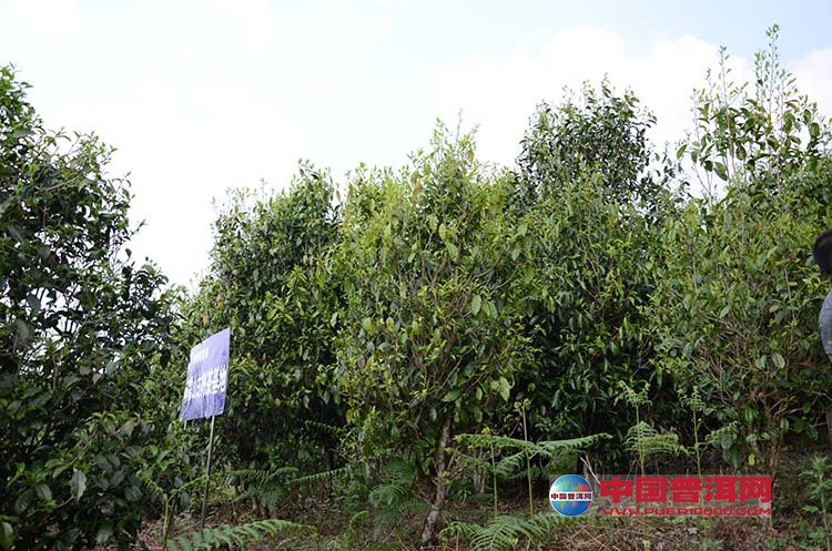 <u><a href='http://www.puer10000.com/puerzhishi/32854.html' target='_blank'>ն<u><a href='http://www.puer10000.com/puerzhishi/100997.html' target='_blank'></a></u></a></u>