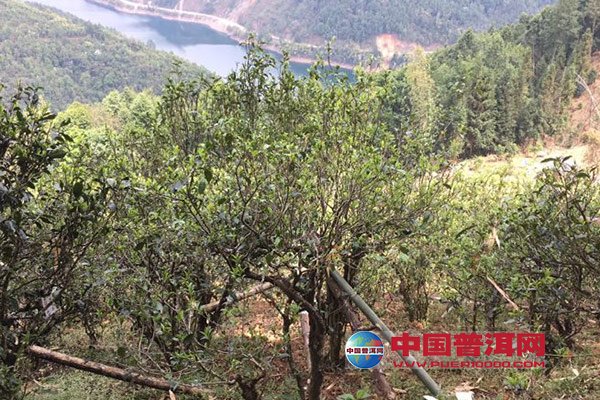 <u><a href='http://www.puer10000.com/puerzhishi/32854.html' target='_blank'>普洱<u><a href='http://www.puer10000.com/puerzhishi/100997.html' target='_blank'>茶</a></u></a></u>