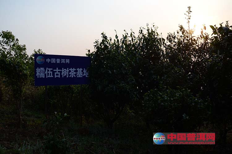 普洱茶