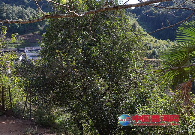 <u><a href='http://www.puer10000.com/puerzhishi/32854.html' target='_blank'>ն<u><a href='http://www.puer10000.com/puerzhishi/100997.html' target='_blank'></a></u></a></u>