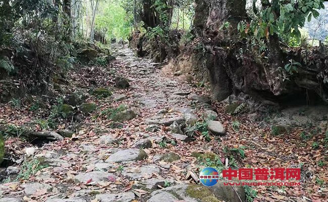 <u><a href='http://www.puer10000.com/puerzhishi/32854.html' target='_blank'>普洱<u><a href='http://www.puer10000.com/puerzhishi/100997.html' target='_blank'>茶</a></u></a></u>