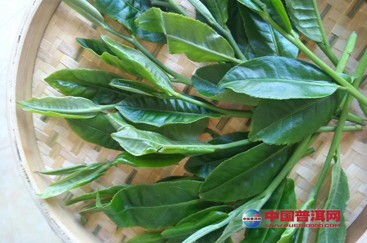 <u><a href='http://www.puer10000.com/puerzhishi/32854.html' target='_blank'>ն<u><a href='http://www.puer10000.com/puerzhishi/100997.html' target='_blank'></a></u></a></u>