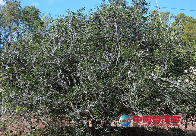 <u><a href='http://www.puer10000.com/puerzhishi/32854.html' target='_blank'>普洱<u><a href='http://www.puer10000.com/puerzhishi/100997.html' target='_blank'>茶</a></u></a></u>
