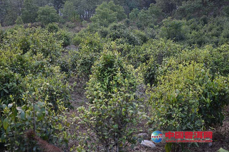 <u><a href='http://www.puer10000.com/puerzhishi/32854.html' target='_blank'>普洱<u><a href='http://www.puer10000.com/puerzhishi/100997.html' target='_blank'>茶</a></u></a></u>