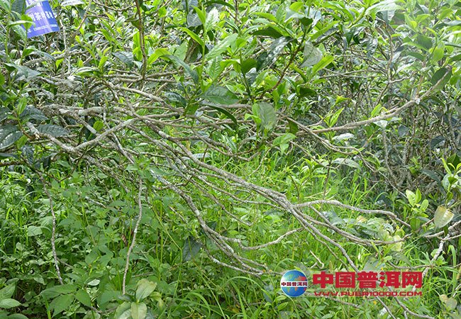 <u><a href='http://www.puer10000.com/puerzhishi/32854.html' target='_blank'>普洱<u><a href='http://www.puer10000.com/puerzhishi/100997.html' target='_blank'>茶</a></u></a></u>