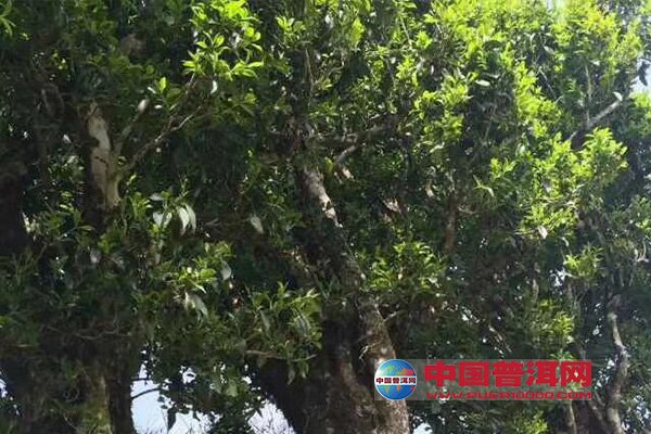 <u><a href='http://www.puer10000.com/puerzhishi/32854.html' target='_blank'>普洱<u><a href='http://www.puer10000.com/puerzhishi/100997.html' target='_blank'>茶</a></u></a></u>