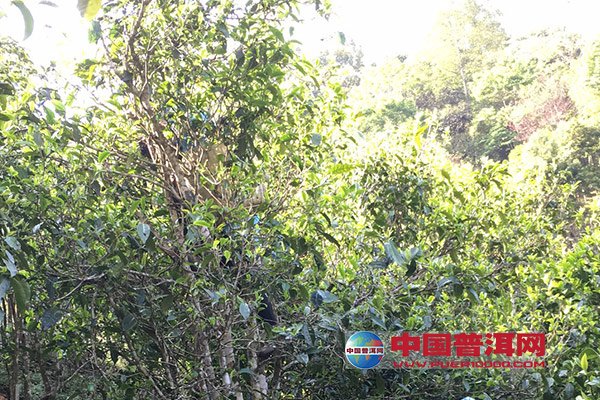 <u><a href='http://www.puer10000.com/puerzhishi/32854.html' target='_blank'>ն<u><a href='http://www.puer10000.com/puerzhishi/100997.html' target='_blank'></a></u></a></u>
