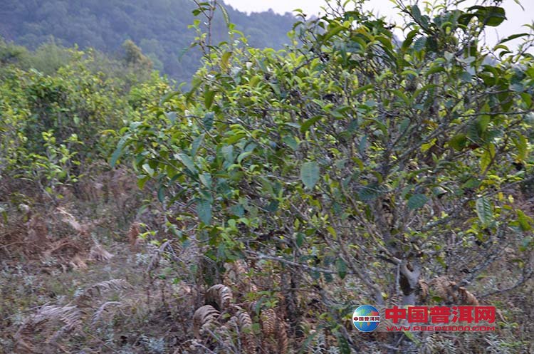 <u><a href='http://www.puer10000.com/puerzhishi/32854.html' target='_blank'>普洱<u><a href='http://www.puer10000.com/puerzhishi/100997.html' target='_blank'>茶</a></u></a></u>