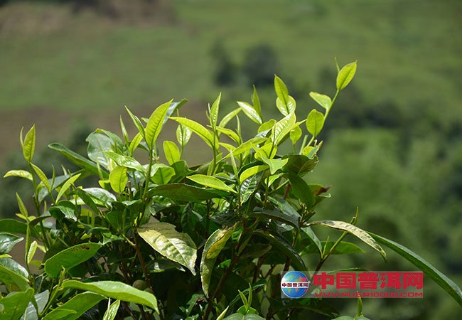 <u><a href='http://www.puer10000.com/jiaoliu/129811.html' target='_blank'><u><a href='http://www.puer10000.com/puerzhishi/100997.html' target='_blank'>茶</a></u>园</a></u>