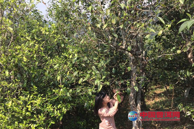 <u><a href='http://www.puer10000.com/puerzhishi/32854.html' target='_blank'>普洱<u><a href='http://www.puer10000.com/puerzhishi/100997.html' target='_blank'>茶</a></u></a></u>