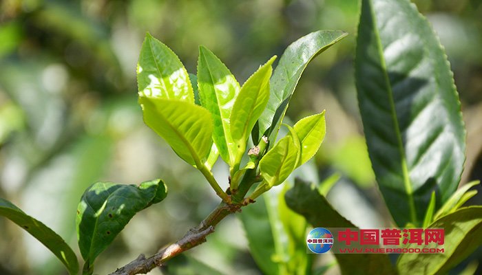 <u><a href='http://www.puer10000.com/puerzhishi/32854.html' target='_blank'>普洱<u><a href='http://www.puer10000.com/puerzhishi/100997.html' target='_blank'>茶</a></u></a></u>